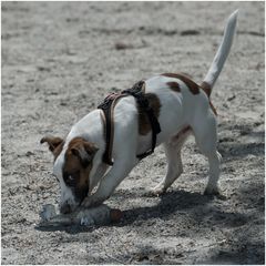 Jack Russell Terrier 