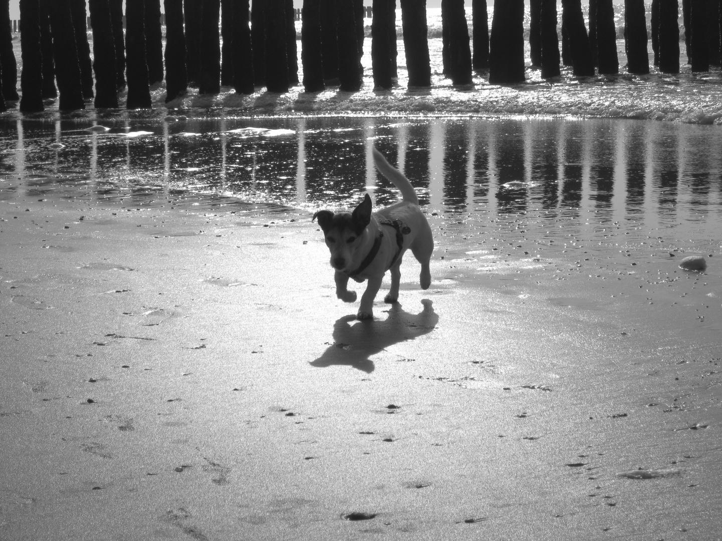 Jack Russell Terrier am Strand