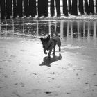 Jack Russell Terrier am Strand