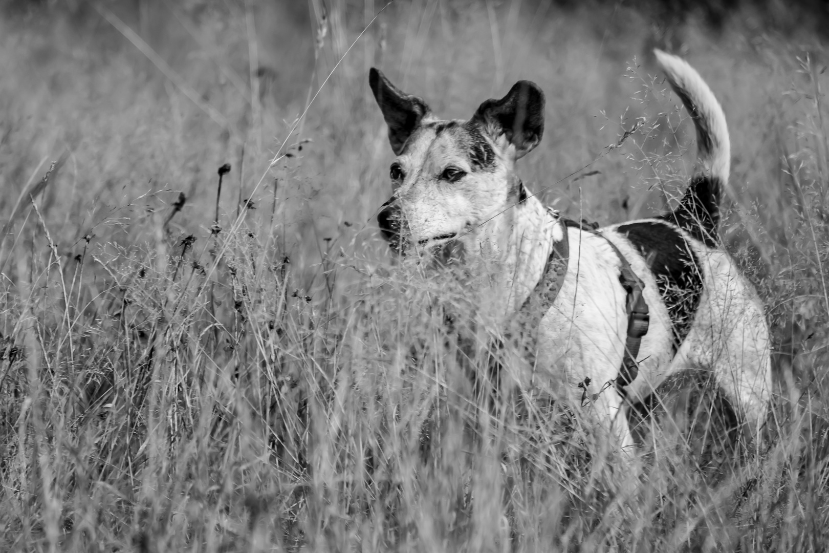 Jack Russell Terrier auf der Lauer