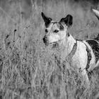 Jack Russell Terrier auf der Lauer