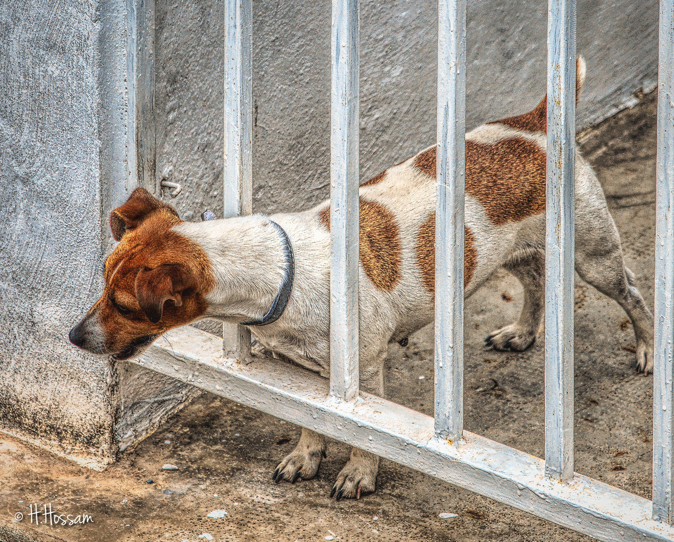 Jack Russell Terrier