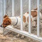 Jack Russell Terrier