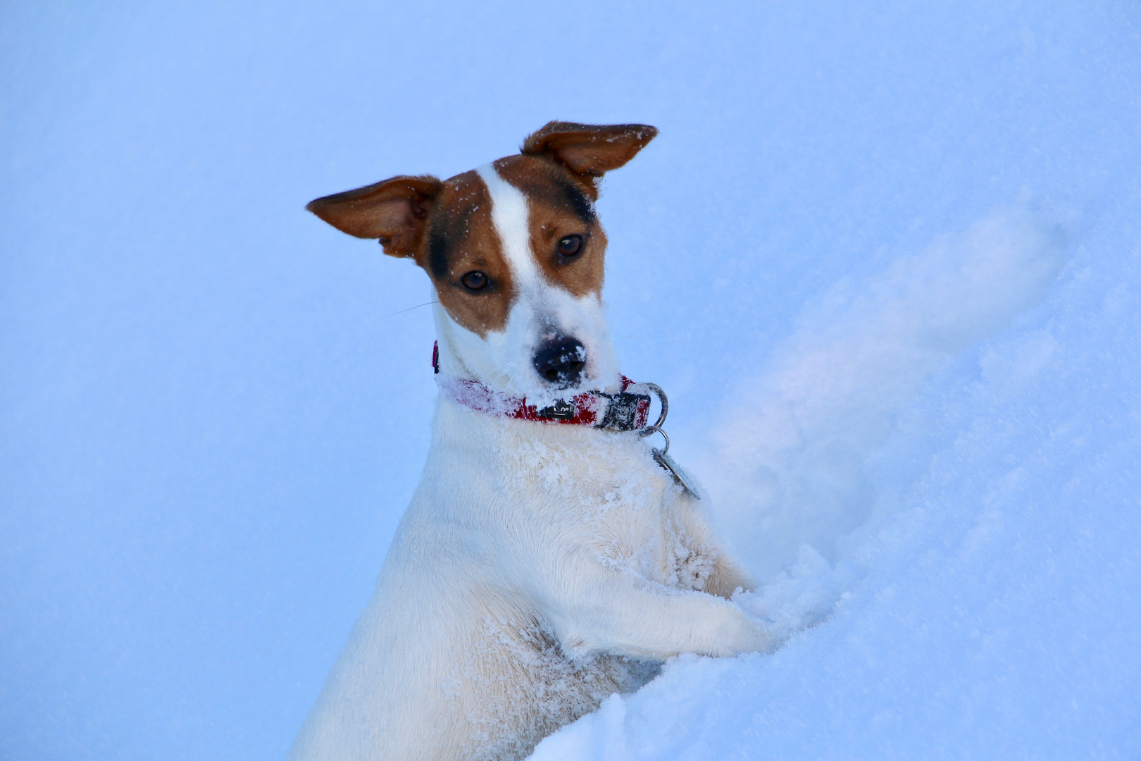 Jack Russell Terrier