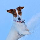 Jack Russell Terrier