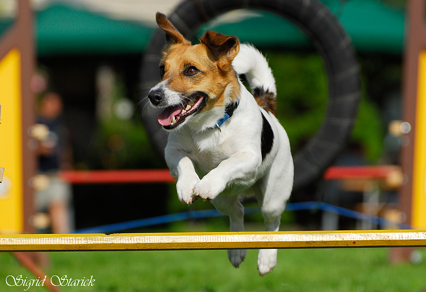 Jack Russell Terrier beim gestrigen AgilityTournier Foto & Bild