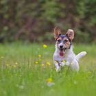 Jack-Russell-Terrier ...