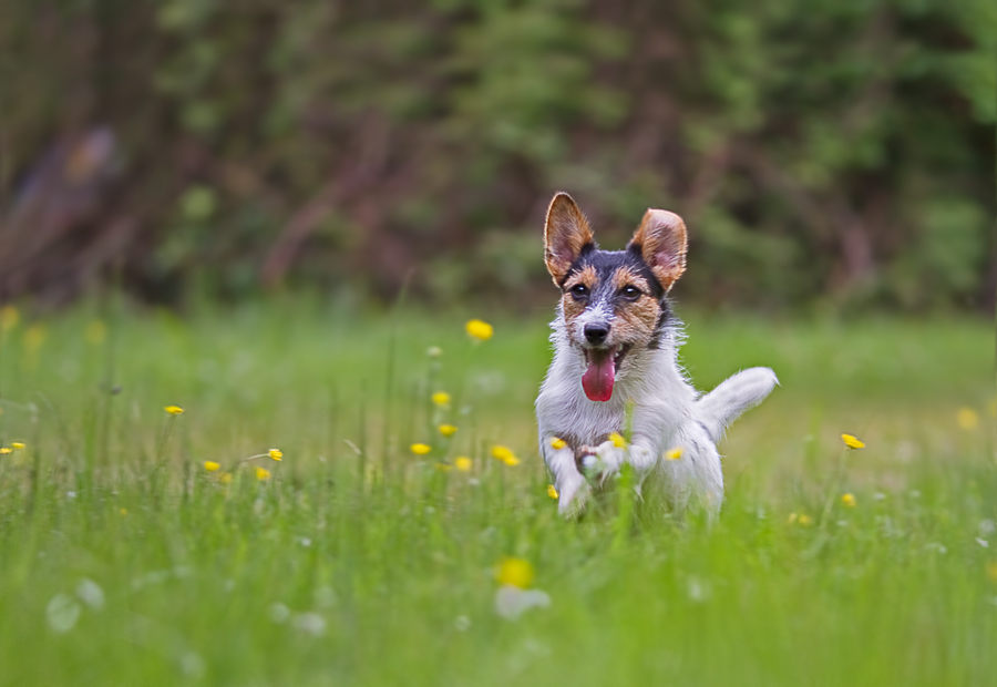 Jack-Russell-Terrier ...