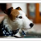 Jack Russell Terrier *Ernie*