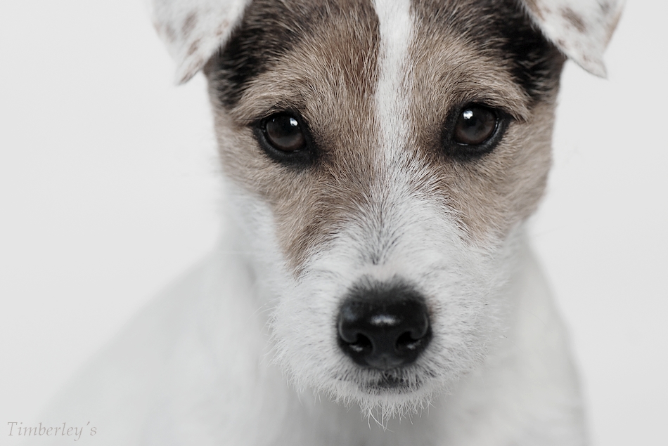 Jack Russell Terrier