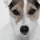 Jack Russell Terrier