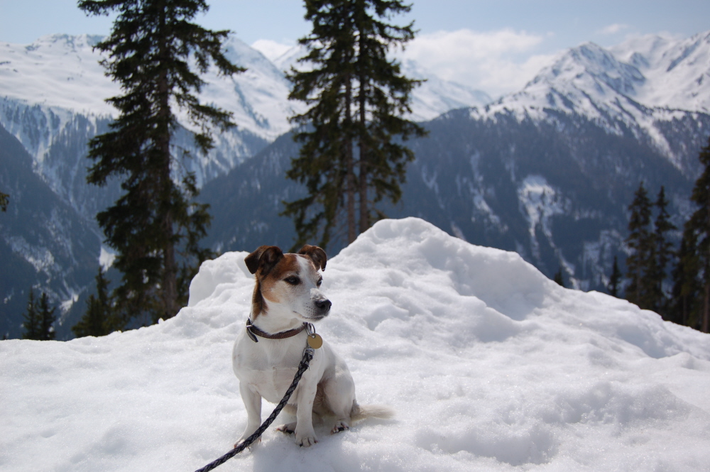 Jack Russell Terrier in den Alpen