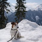 Jack Russell Terrier in den Alpen