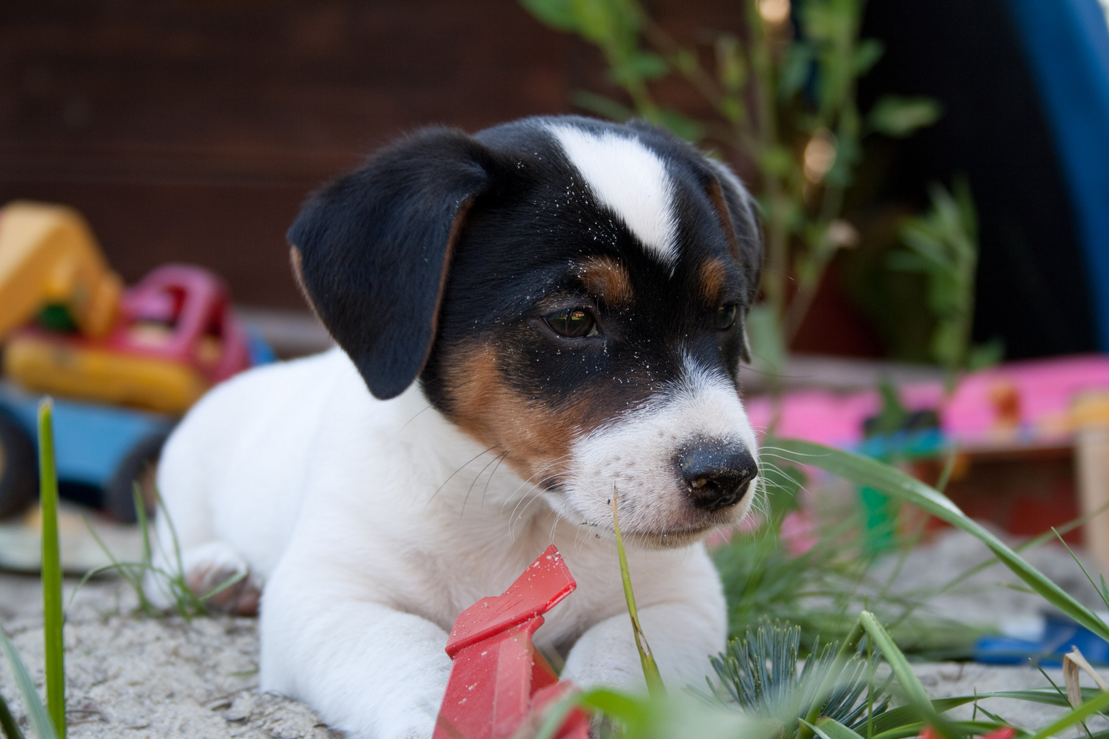 Jack Russell Terrier in der Sandkiste beim Kauen