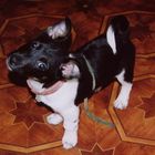 Jack Russell Terrier "Jacky" am 16.01.2008 im Alter von 2 Monaten