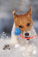 Jack Russell Terrier lieben...