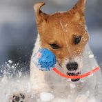 Jack Russell Terrier lieben...