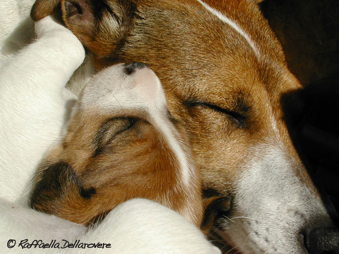 Jack Russell Terrier - mamma con cucciolo