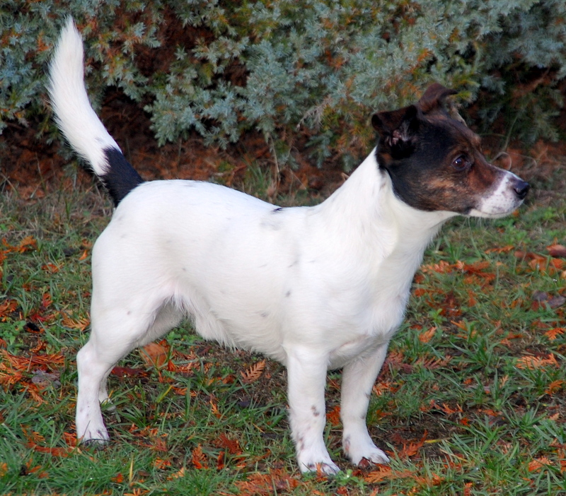 Jack Russell Terrier "Schröder"