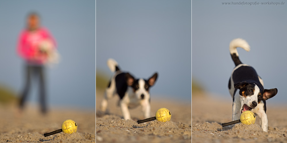 Jack Russell Terrier - vorfokussiert