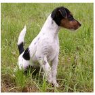 Jack Russell Terrier Welpe