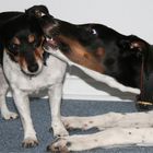 Jack Russell und Dobermann / Stille Post