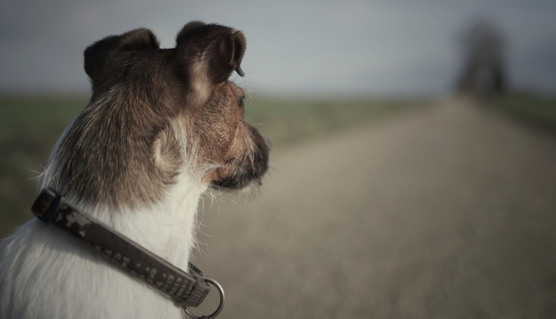 Jack Russell Weitsicht