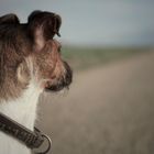 Jack Russell Weitsicht