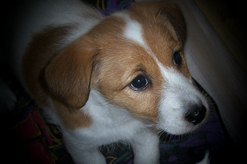 Jack- Russell- Welpe