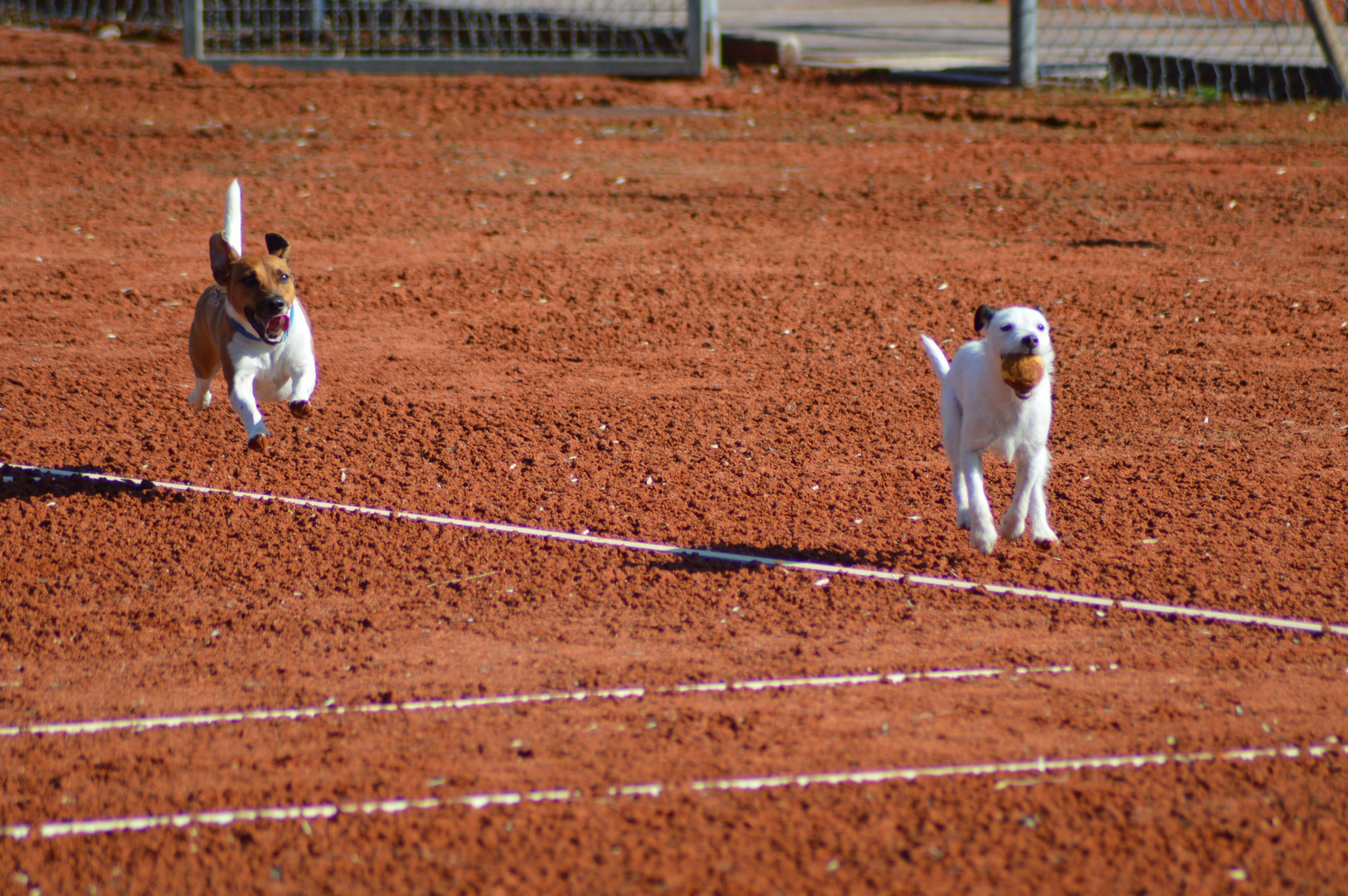 Jack Russell Wimbledon