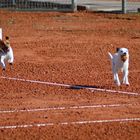 Jack Russell Wimbledon