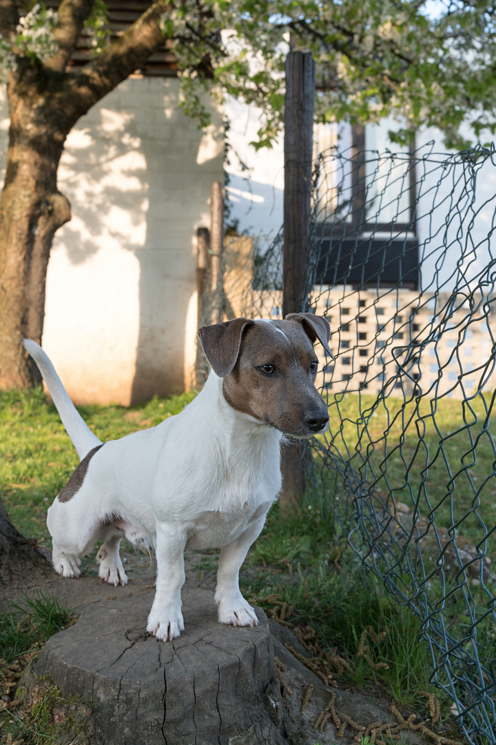 Jack Russl „Jack“ auf seinem Posten