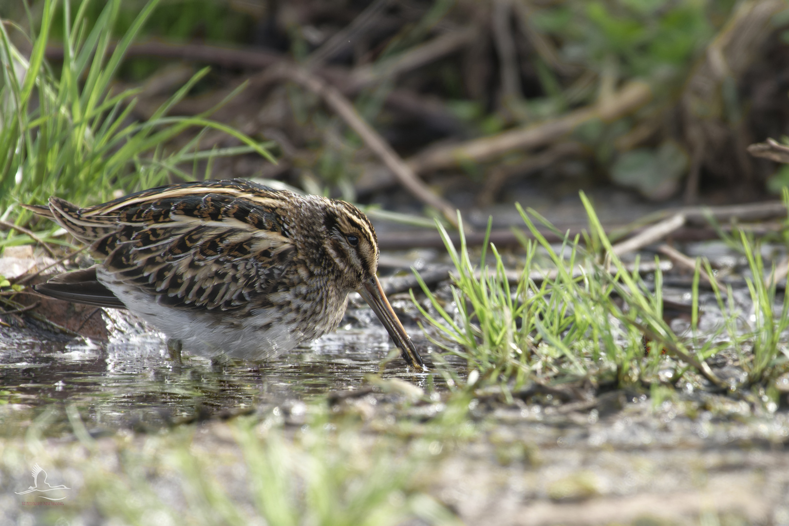 Jack snipe