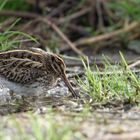 Jack snipe