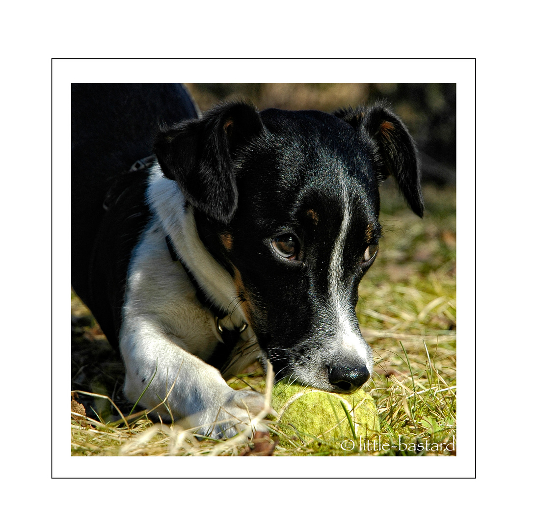 JACK THE RUSSEL