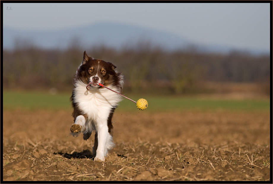 Jack und sein Schleuderball