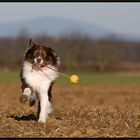 Jack und sein Schleuderball