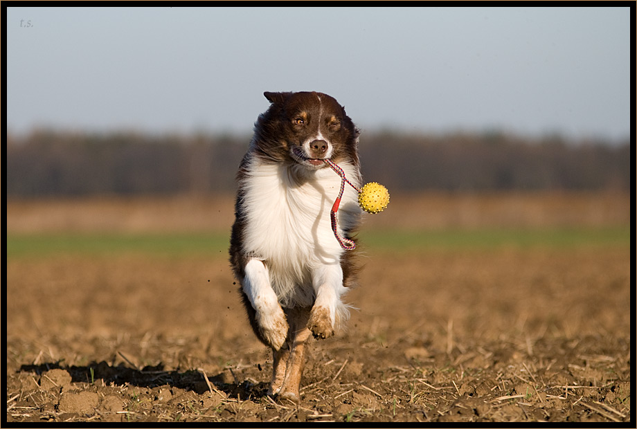 Jack und sein Schleuderball / 2