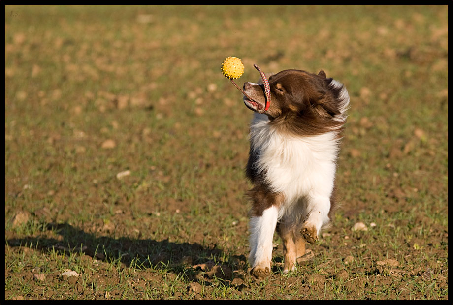 Jack und sein Schleuderball / 4