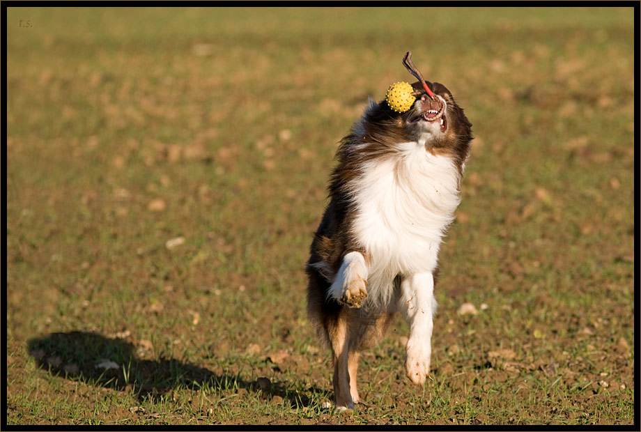 Jack und sein Schleuderball / 5