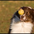 Jack und sein Schleuderball / 6