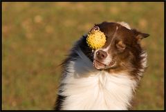 Jack und sein Schleuderball / 6