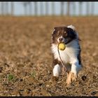 Jack und sein Schleuderball / 7