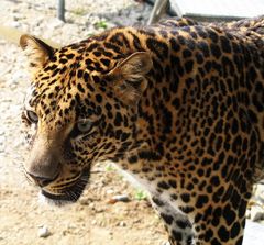 Jack - z.Zt. Deutschlands einzigster Circus-Leopard
