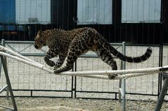 Jack - z.Zt. Deutschlands einzigster Circus-Leopard der Seil läuft.