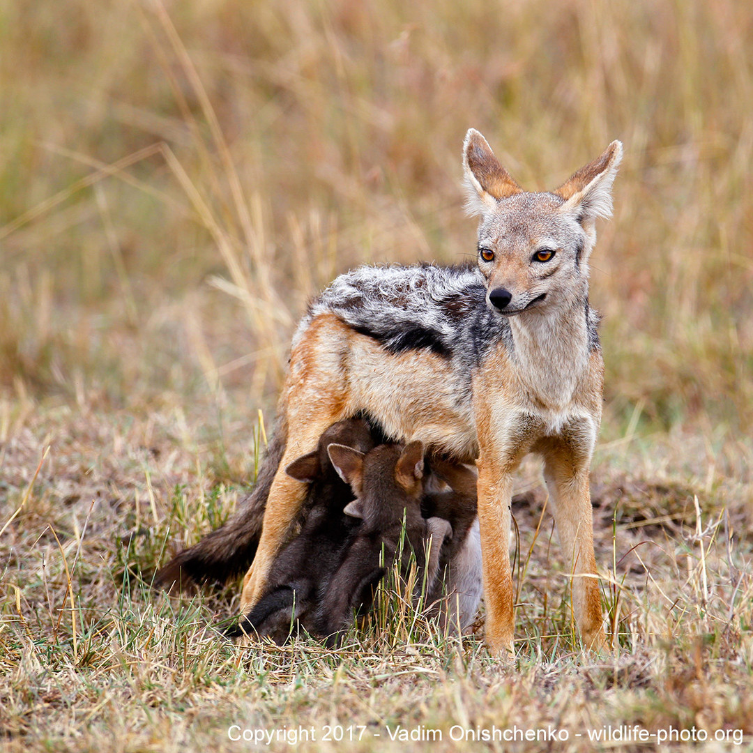 Jackal Family