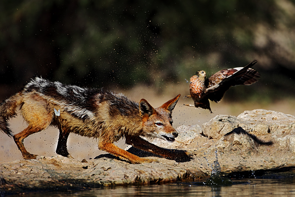 Jackal hunting on Burchell's Sandgrouse