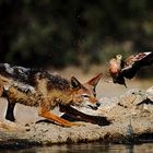 Jackal hunting on Burchell's Sandgrouse