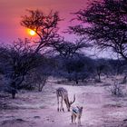 Jackal in Namibian sunsdown