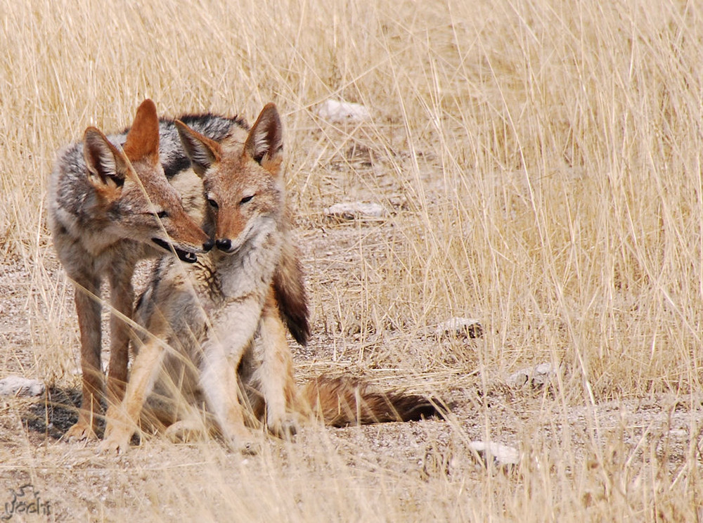 Jackals in Love